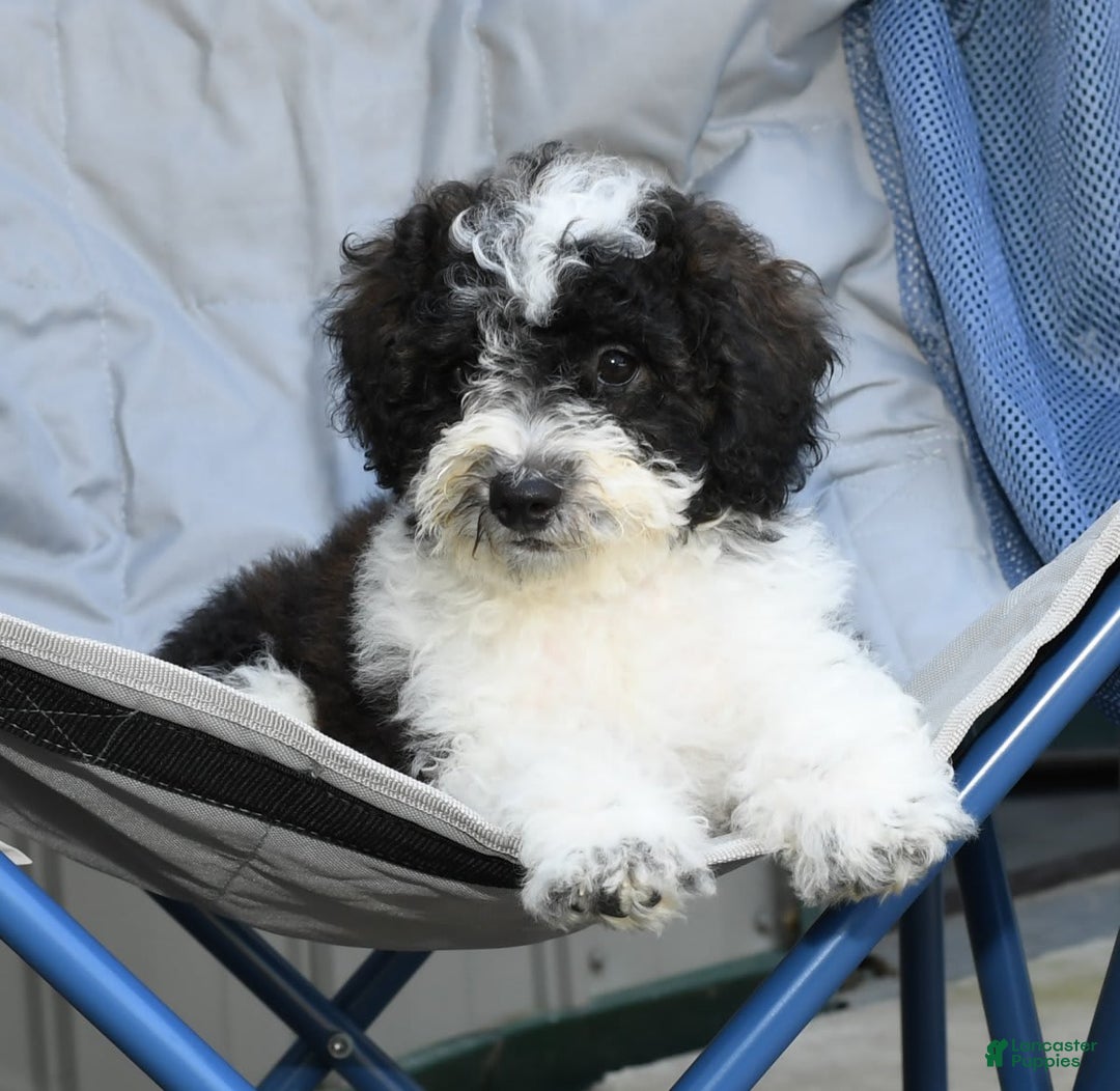 Maltipoo dogs for sale: Marshall - Image 6