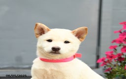 Shiba Inu dogs for sale: Rachel - Image 4