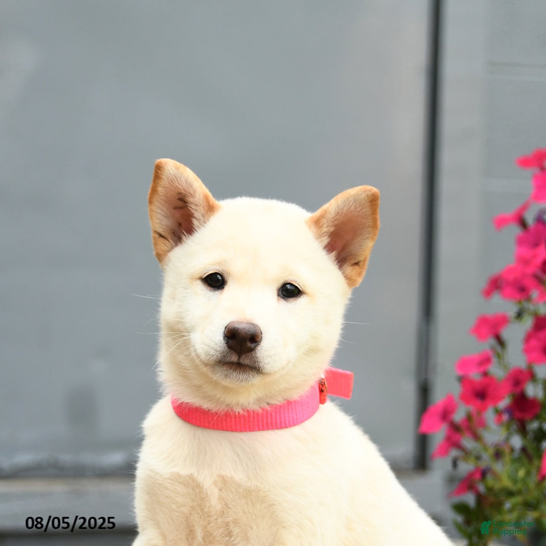 Shiba Inu dogs for sale: Rachel - Image 4