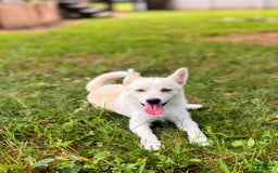 Pomsky dogs for sale: Aden - Image 15