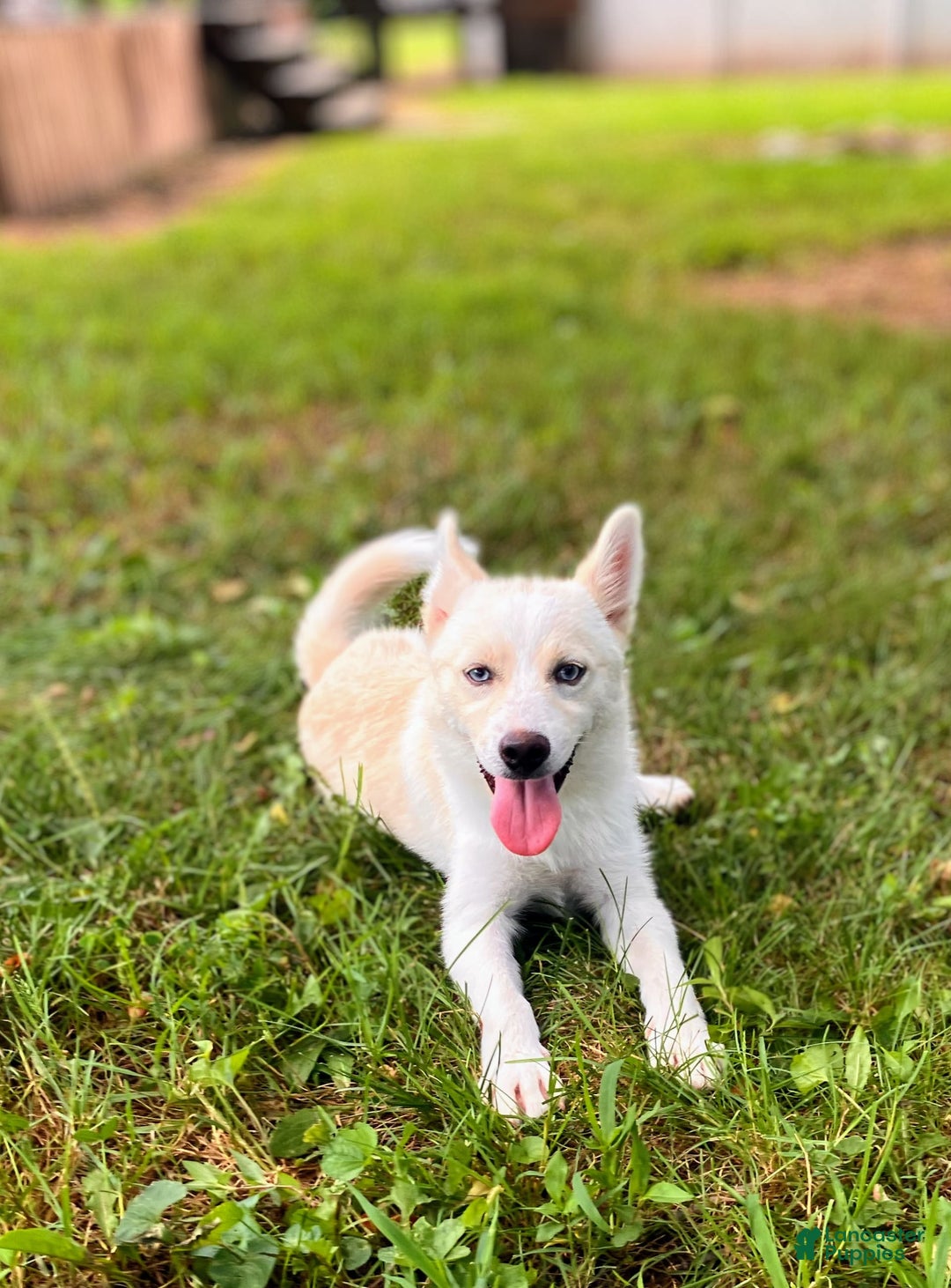 Pomsky dogs for sale: Aden - Image 15