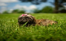 Shih Tzu dogs for sale: Arwen - Image 2