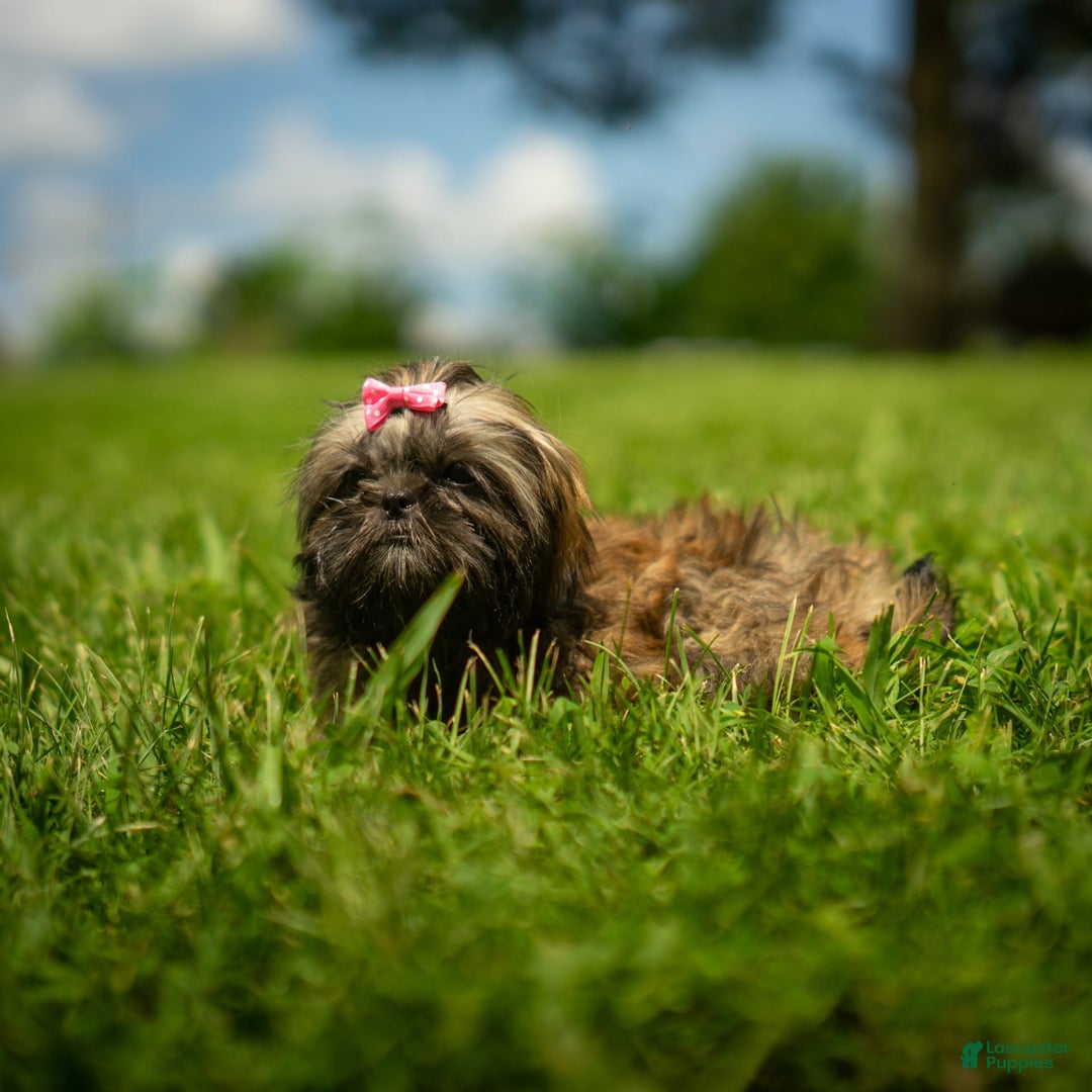 Shih Tzu dogs for sale: Arwen - Image 2