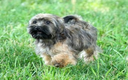 Havapoo dogs for sale: Wendell - Image 21