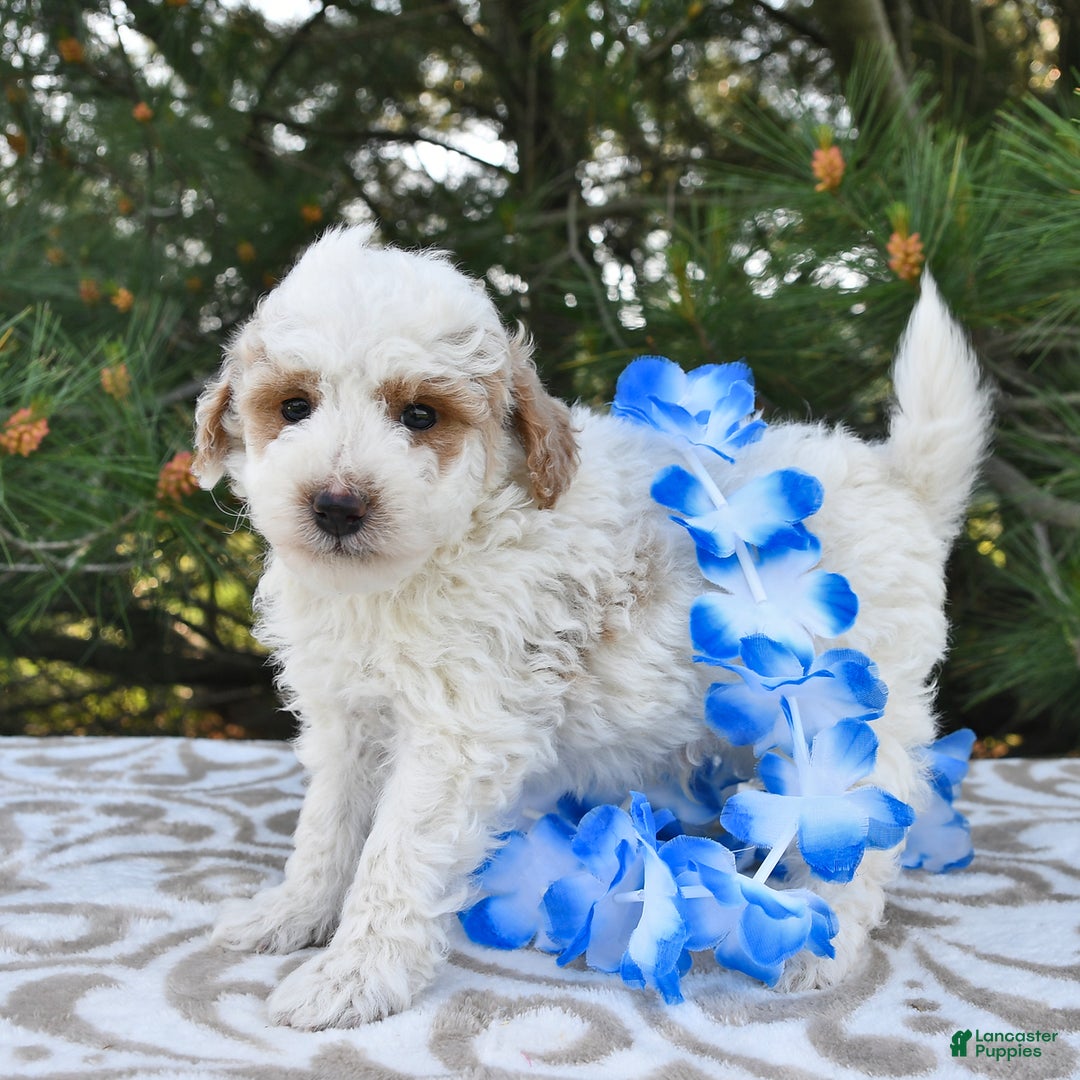 Mini Goldendoodle dogs for sale: Buster - Image 24