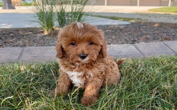 Cavapoo dogs for sale: Henry - Image 8