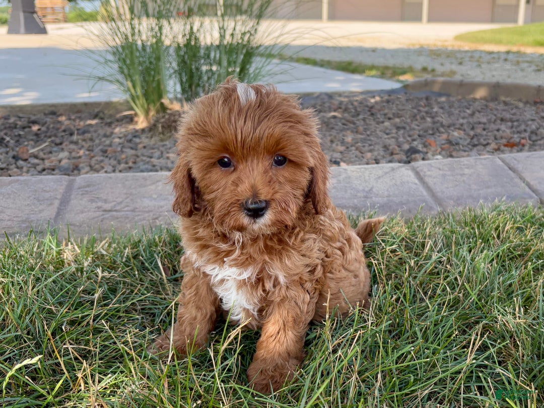 Cavapoo dogs for sale: Henry - Image 8