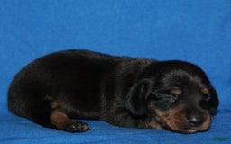 Miniature Dachshund dogs for sale: Lyla Male - Image 1