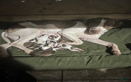 American Staffordshire Terrier dogs for sale: Cinnamon - Image 7