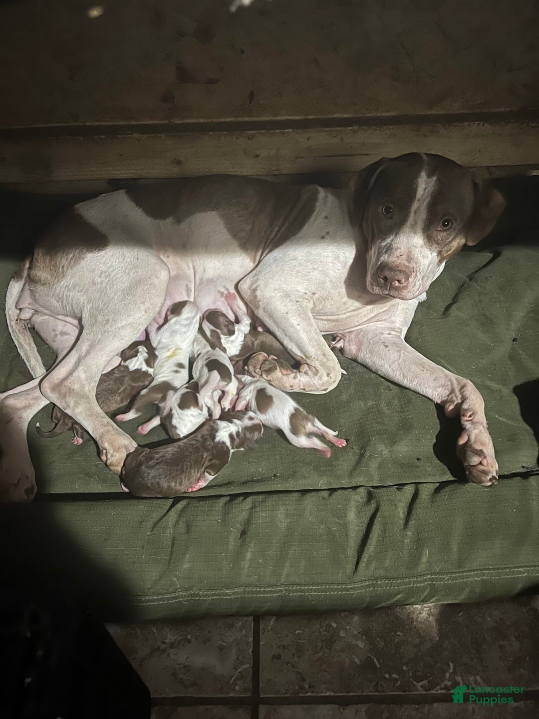 American Staffordshire Terrier dogs for sale: Cinnamon - Image 7