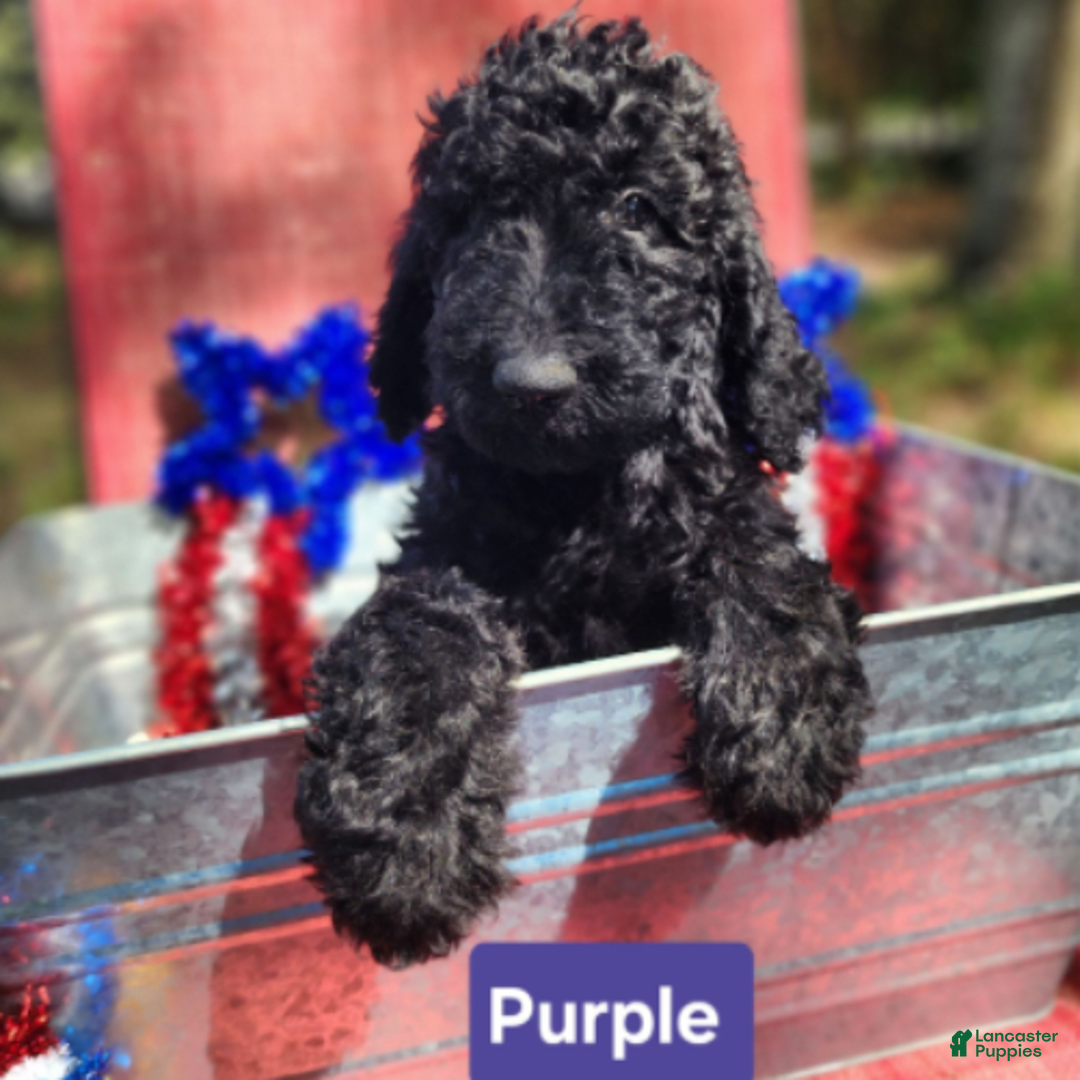 Goldendoodle dogs for sale: Lola - Image 1