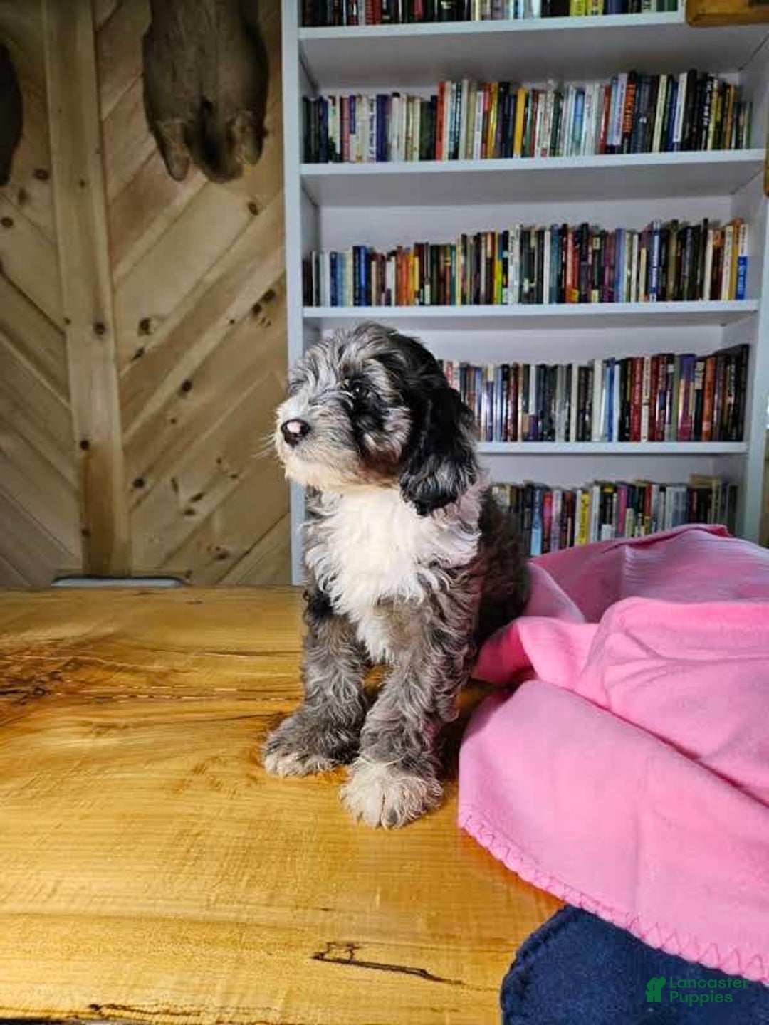 Portuguese Water Dog dogs for sale: Ruby - Image 4