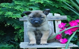 Belgian Malinois dogs for sale: Blake - Image 2