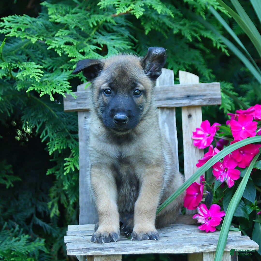 Belgian Malinois dogs for sale: Blake - Image 2