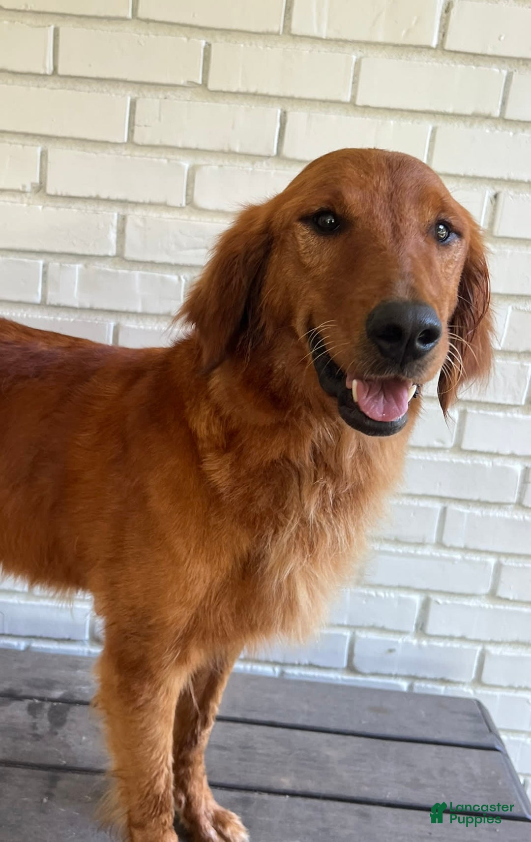 Goldendoodle dogs for sale: Nugget - Image 21