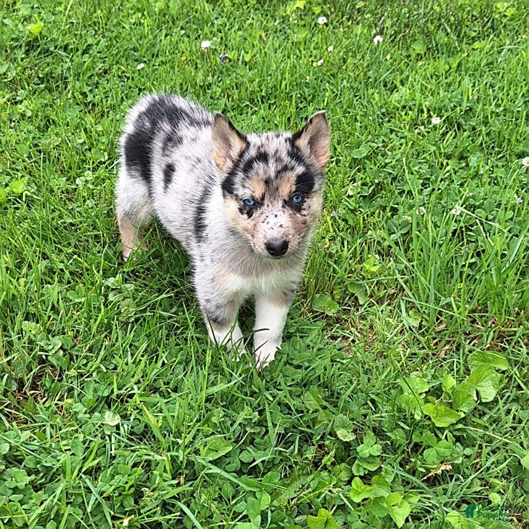 Gerberian Shepsky dogs for sale: Nova - Image 1