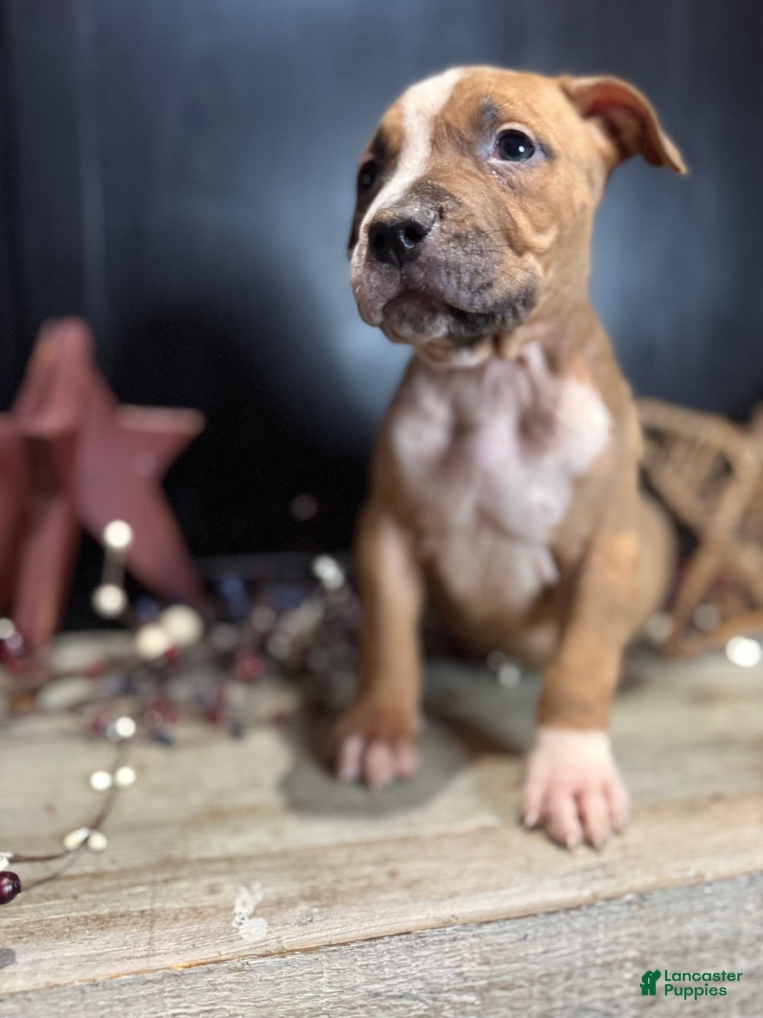 American Bully dogs for sale: Shadow - Image 15