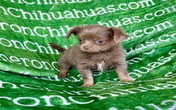 Chihuahua dogs for sale: Tobias Lavender Long Coat - Image 39