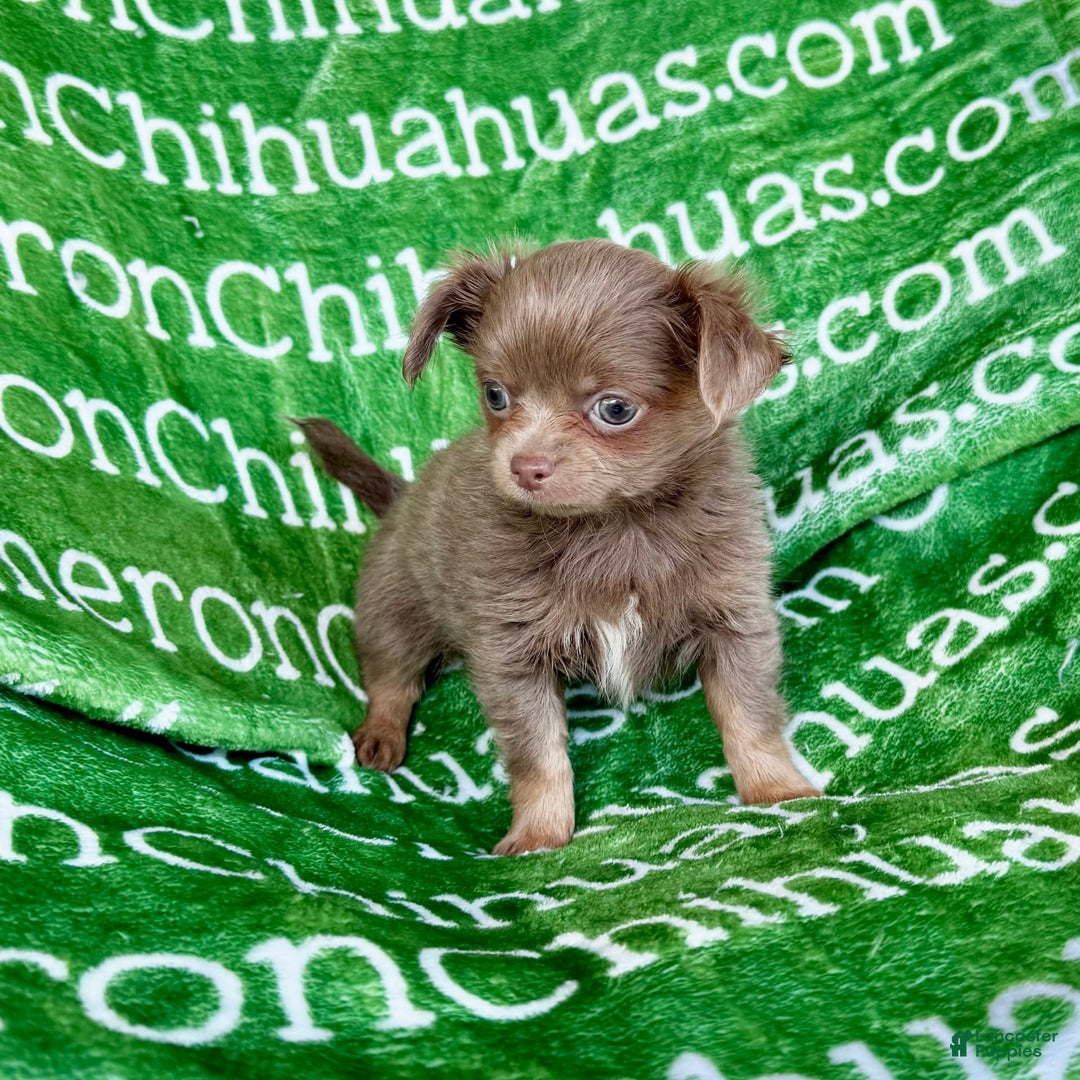 Chihuahua dogs for sale: Tobias Lavender Long Coat - Image 39