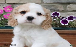 Cocker Spaniel dogs for sale: Oscar - Image 9