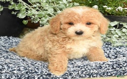 Bichpoo dogs for sale: Skipper - Image 3