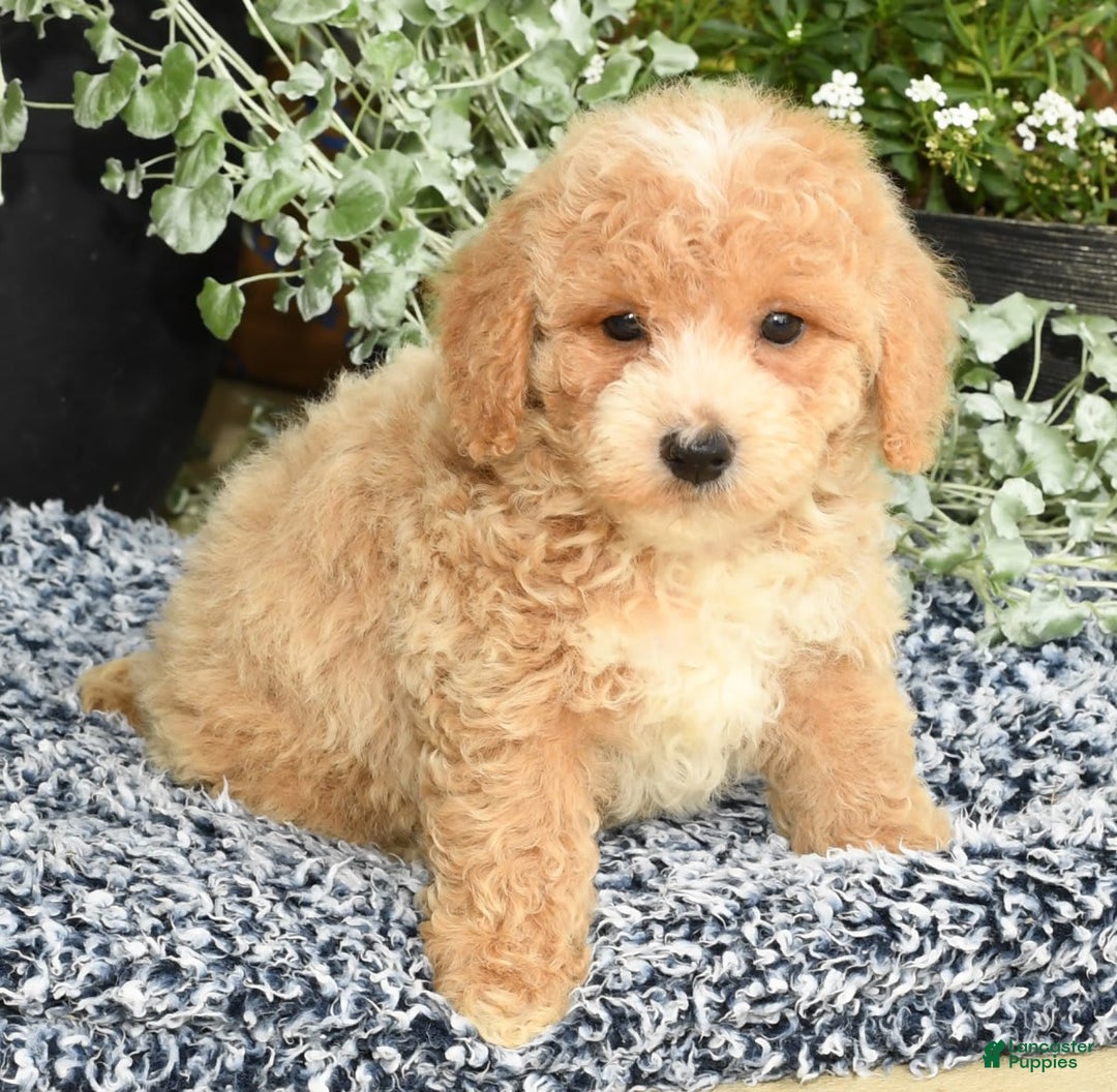 Bichpoo dogs for sale: Skipper - Image 3
