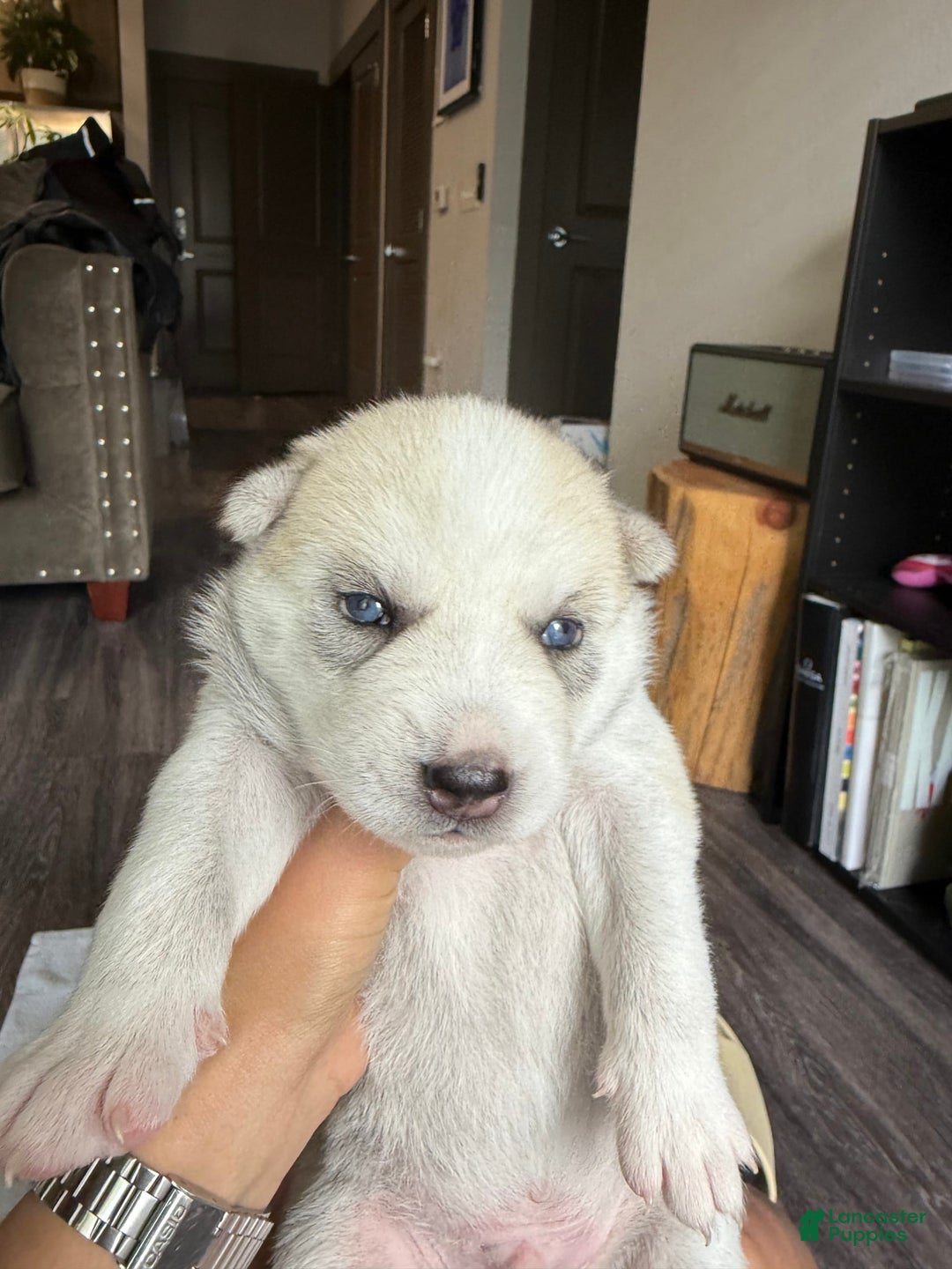 Siberian Husky dogs for sale: Boy Puppy - Image 7