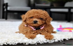 Miniature Poodle dogs for sale: Nala - Image 3