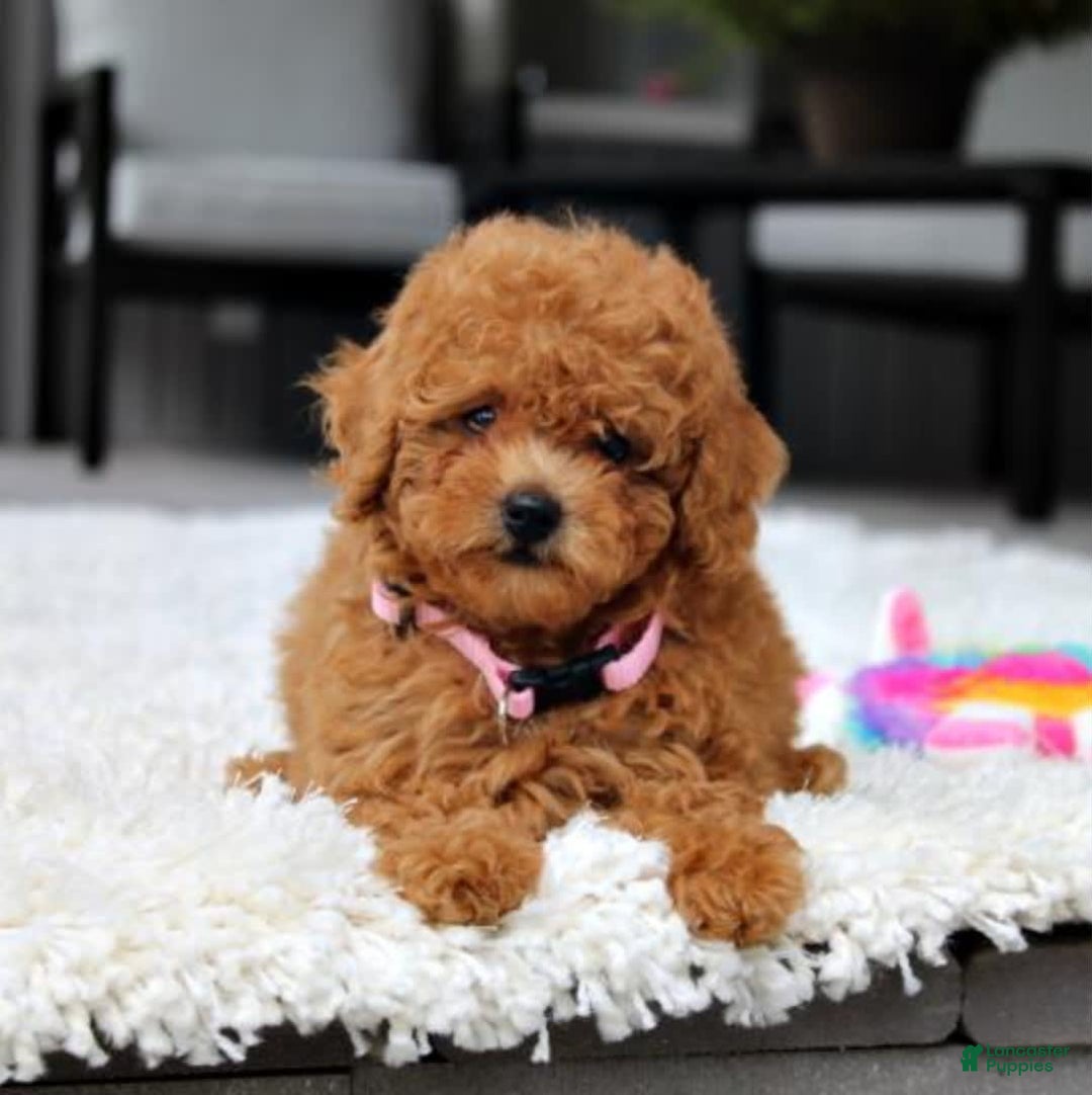 Miniature Poodle dogs for sale: Nala - Image 3