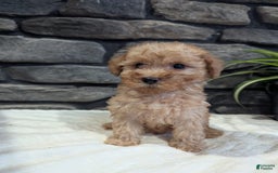 Miniature Poodle dogs for sale: Benson - Image 3