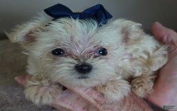 Maltipoo dogs for sale: Beans - Image 34