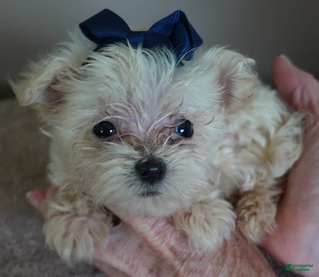 Maltipoo dogs for sale: Beans - Image 34