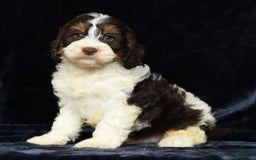 Cavapoo dogs for sale: Jones - Image 6