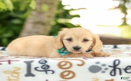 Miniature Dachshund dogs for sale: Trudy - Image 5