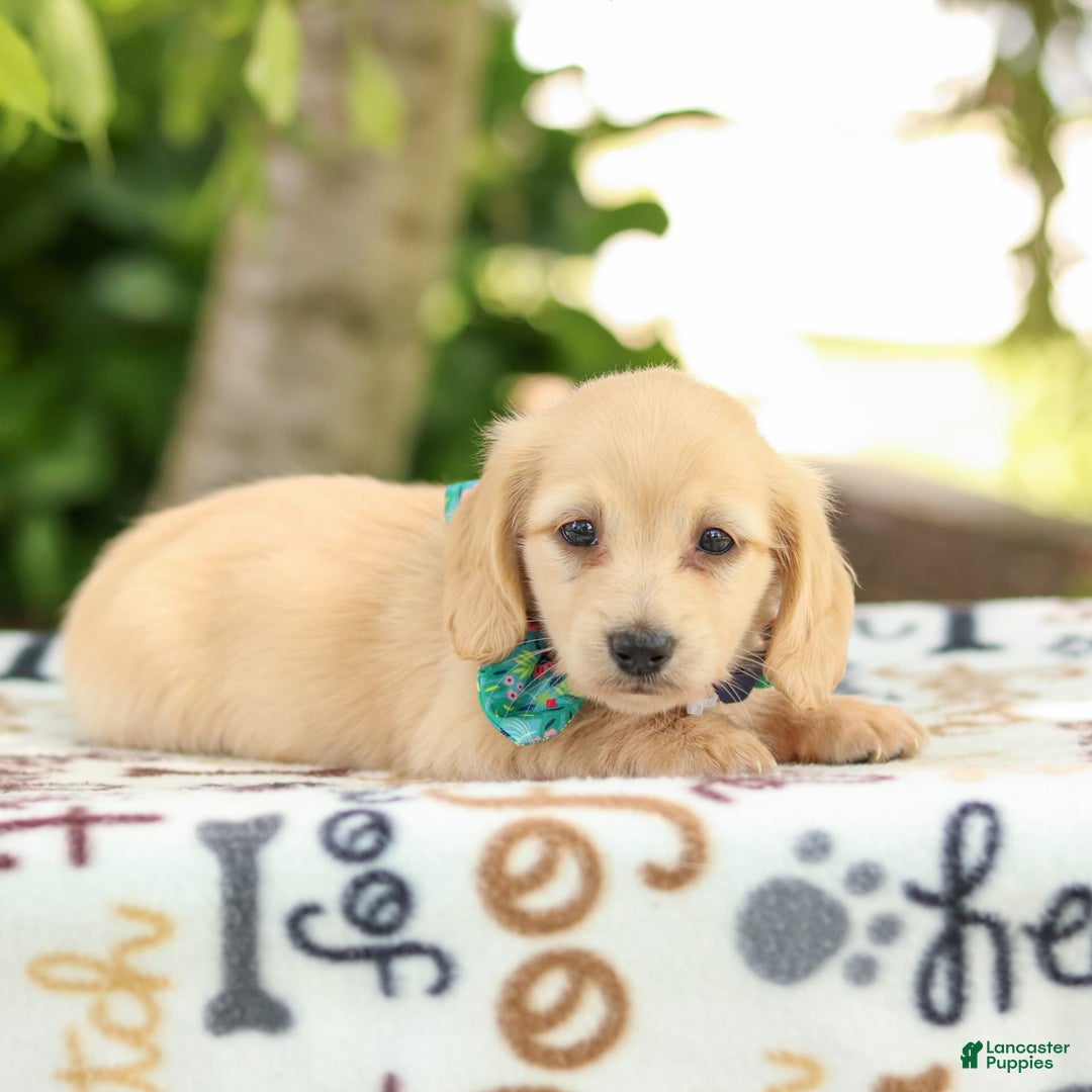 Miniature Dachshund dogs for sale: Trudy - Image 5