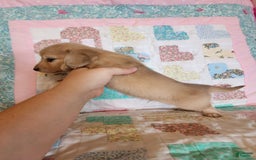 Miniature Dachshund dogs for sale: Chase - Image 9