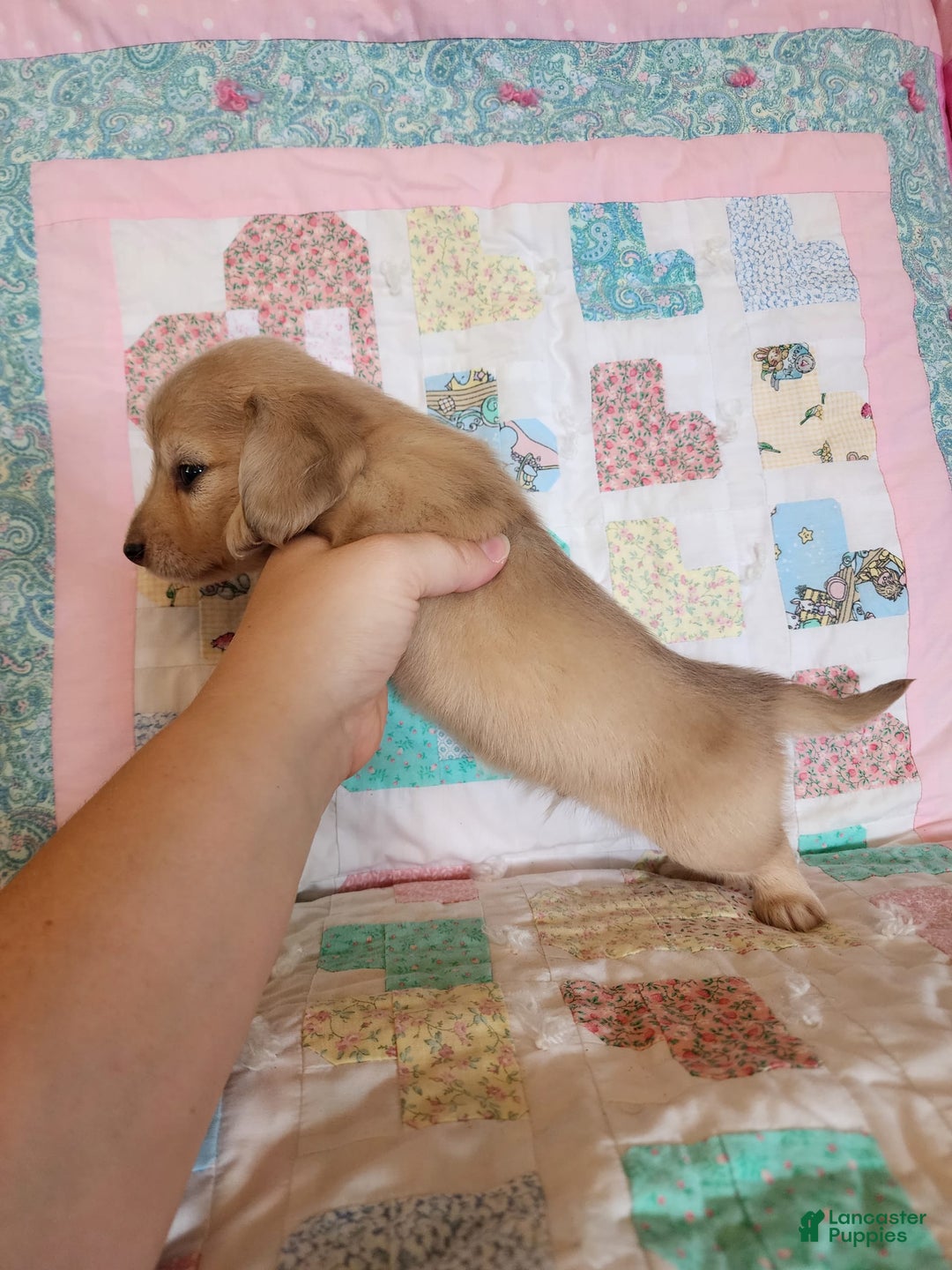Miniature Dachshund dogs for sale: Chase - Image 9