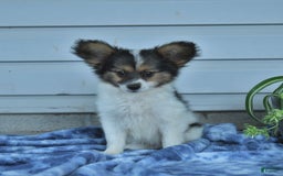 Papillon dogs for sale: Max - Image 7