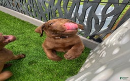 Chesapeake Bay Retriever dogs for sale: Female Purple Collar - Image 10