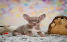 Chihuahua dogs for sale: Tobis - Image 7