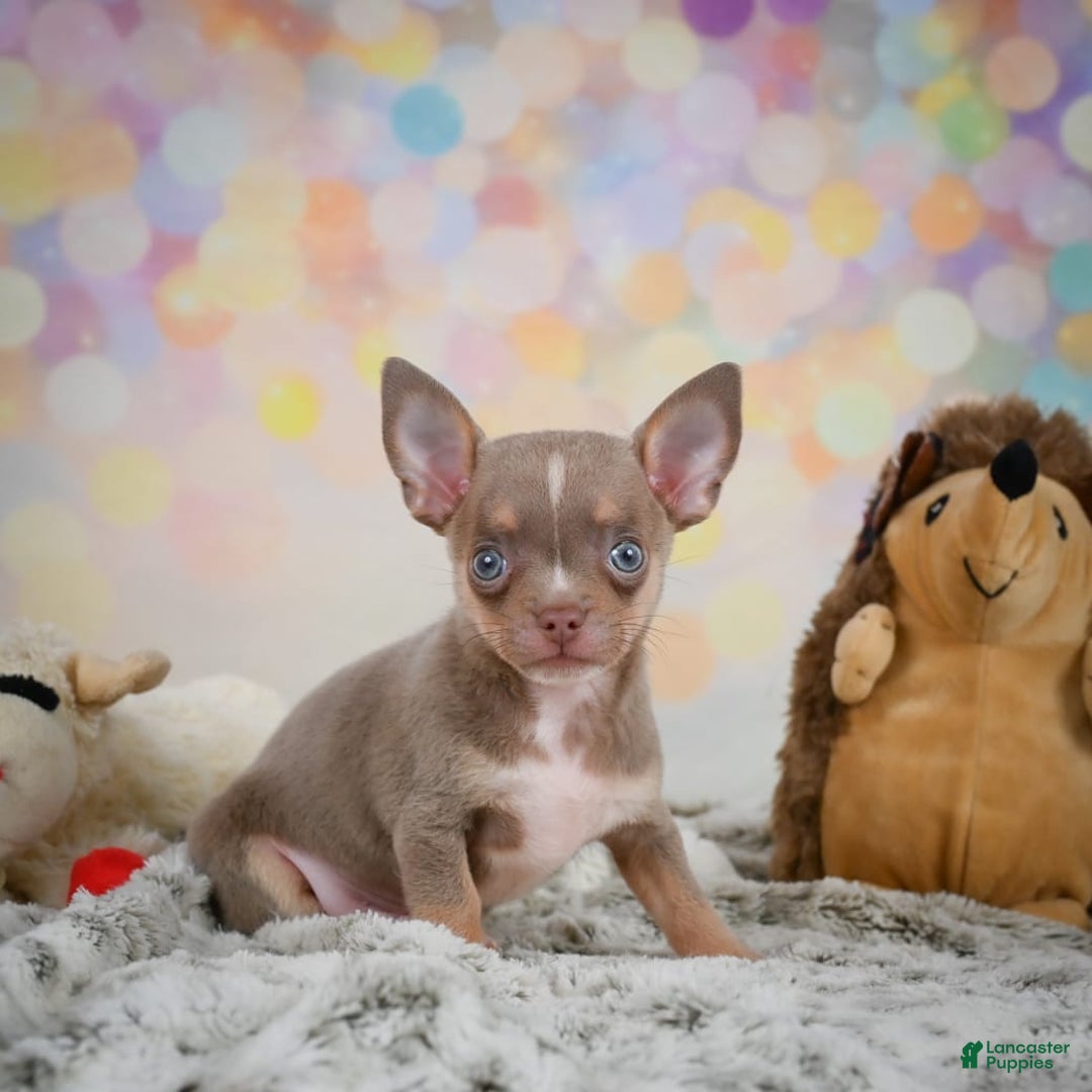 Chihuahua dogs for sale: Tobis - Image 7