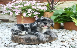 Cocker Spaniel dogs for sale: Callie - Image 1