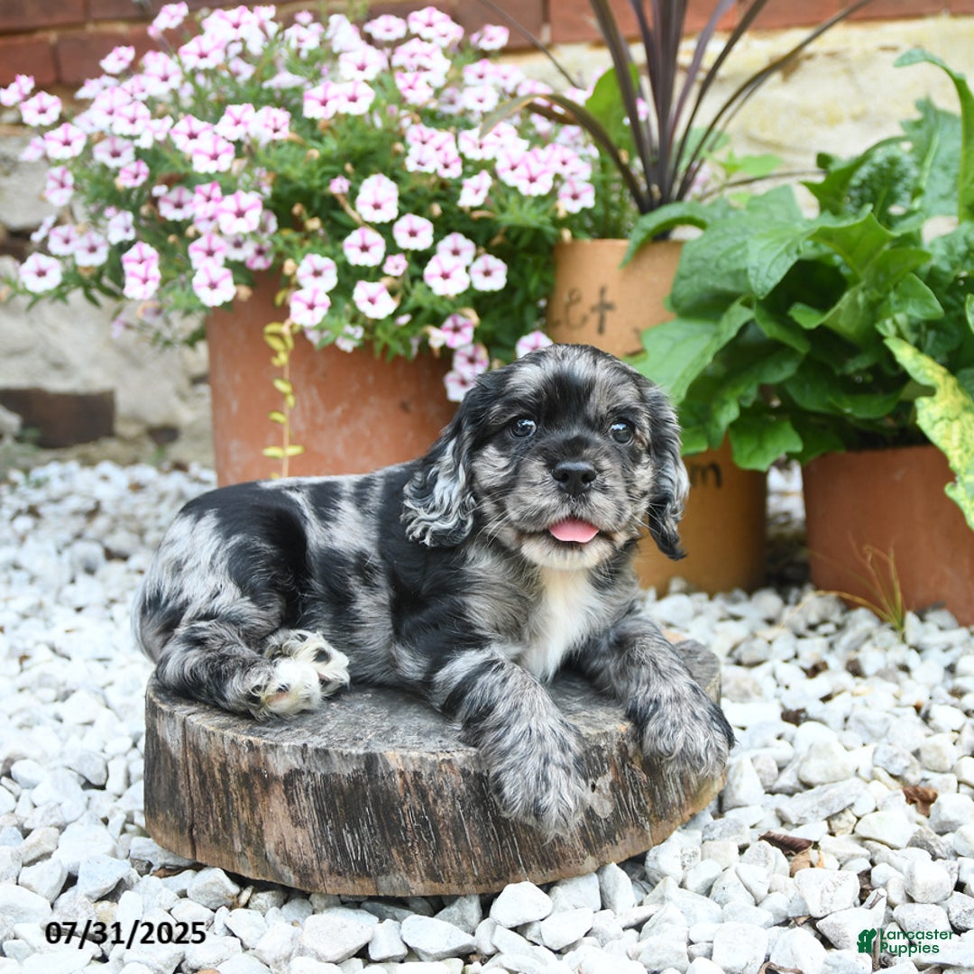 Cocker Spaniel dogs for sale: Callie - Image 1