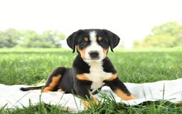 Greater Swiss Mountain Dog dogs for sale: Felix - Image 8