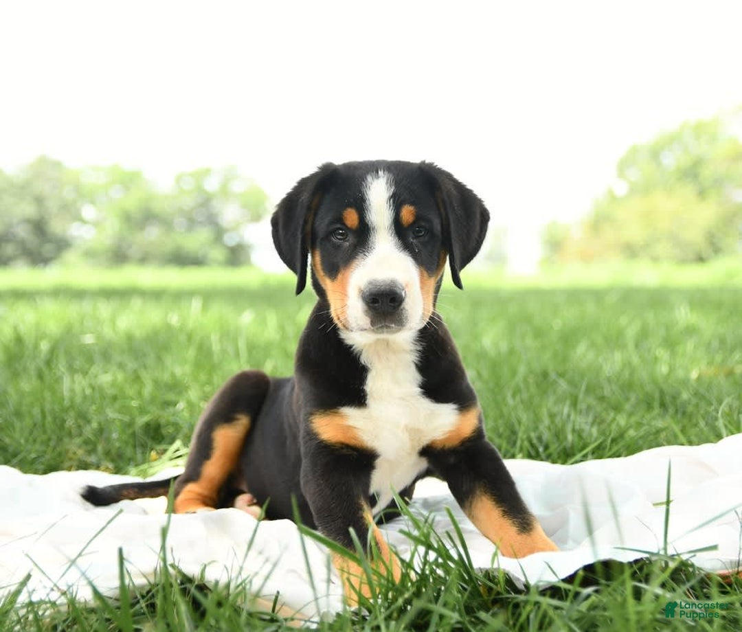 Greater Swiss Mountain Dog dogs for sale: Felix - Image 8
