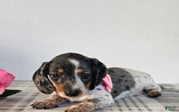 Dachshund dogs for sale: Miss Bailey - Image 20