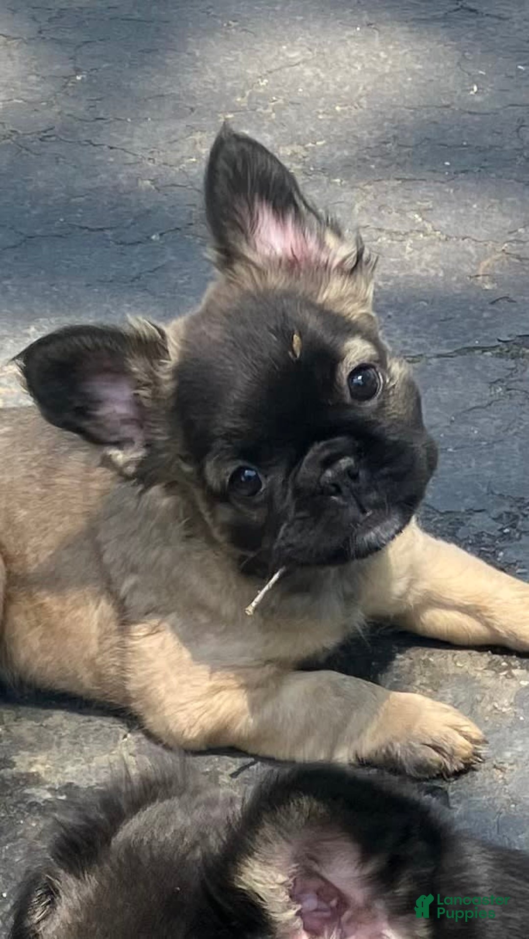 French Bulldog dogs for sale: Lucia - Image 5