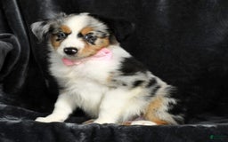 Miniature Australian Shepherd dogs for sale: Chloe - Image 7