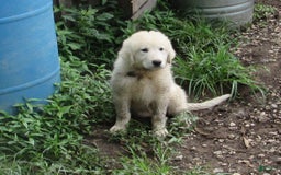Great Pyrenees dogs for sale: Blue - Image 5