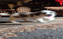 Great Pyrenees dogs for sale: Green - Image 4